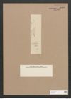 Pleurosigma sp. (de-Toni-Nr.: Genus 13) Zeichnungen Sammlung Grunow Nr. 2169 (NHMW-BOT-W0369230)